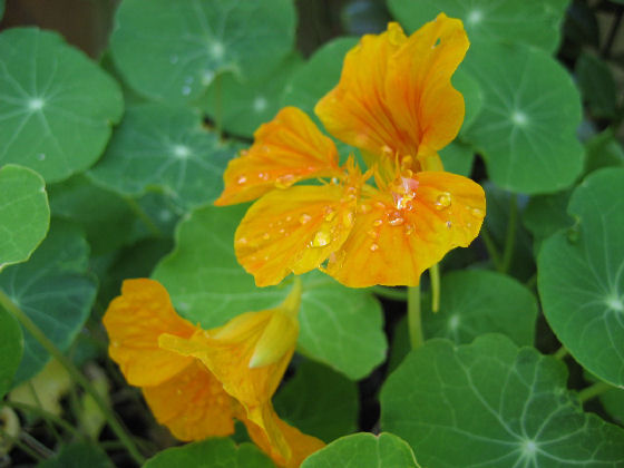 Yellow Nasturtium from my Garden